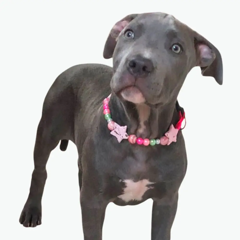 Perra pitbull gris de frente con bello collar de bolas acrílicas silopets