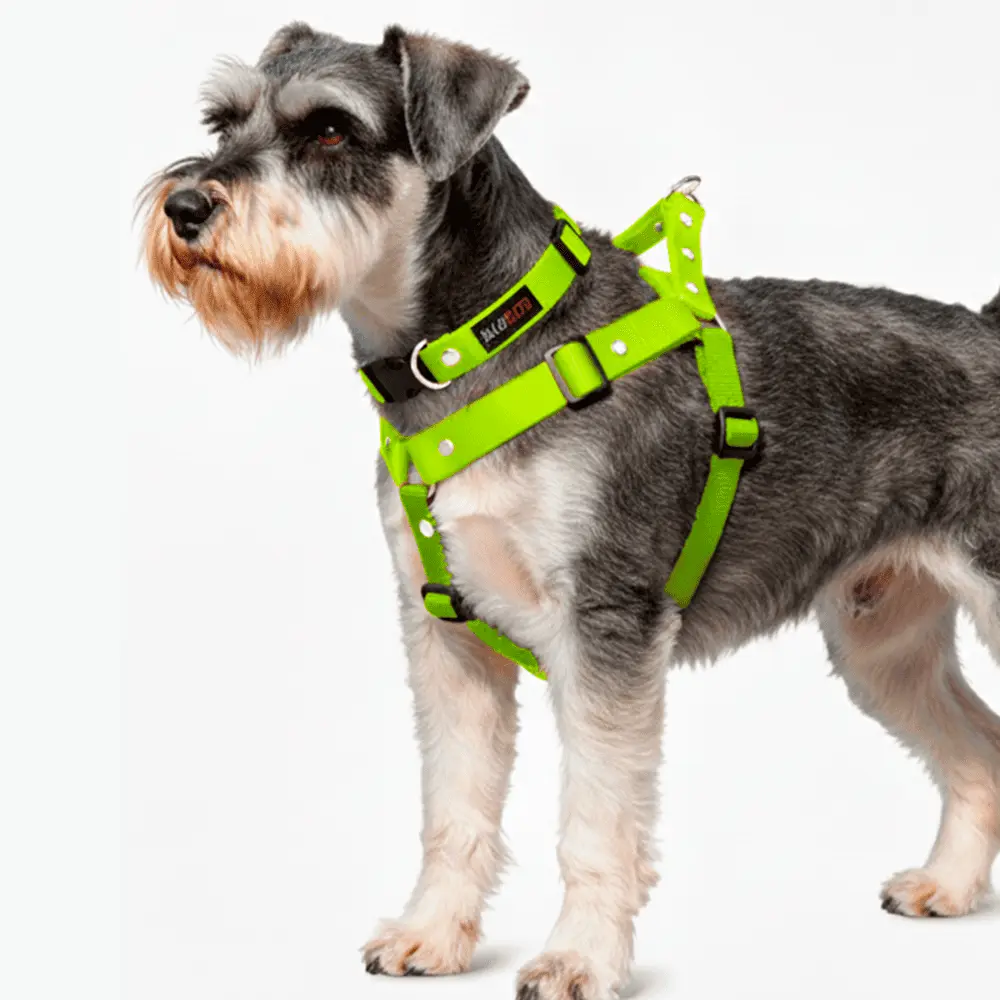 Perro schnauzer sal y pimienta con pechera silopets verde neón