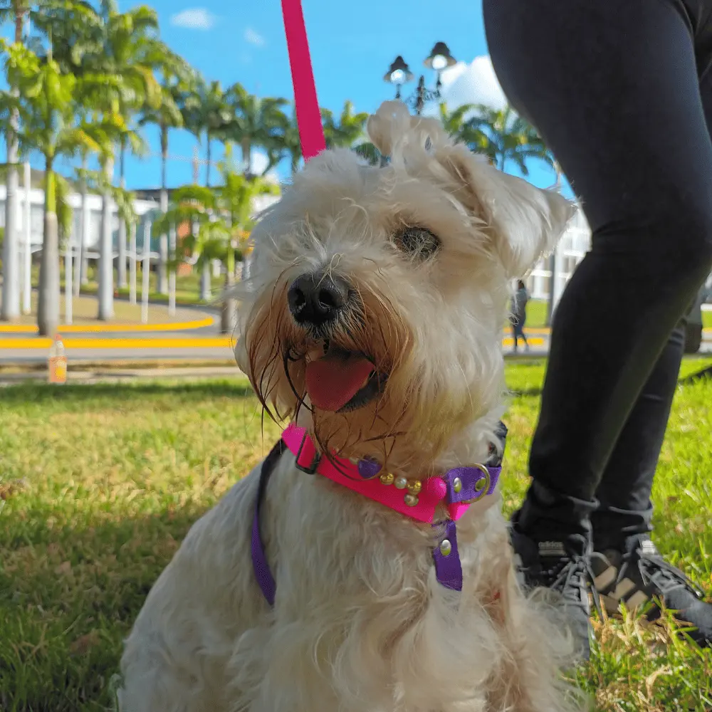 Perro schnauzer blanco con set de pechera, collar de pepas y cuerda silopets fucsia y morado
