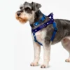 Schnauzer con pechera y collar silopets combinada entre azul rey y azul marino