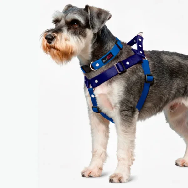 Schnauzer con pechera y collar silopets combinada entre azul rey y azul marino