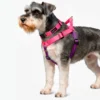 Schnauzer con pechera y collar silopets combinada entre fucsia y morado