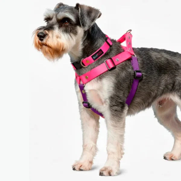 Schnauzer con pechera y collar silopets combinada entre fucsia y morado