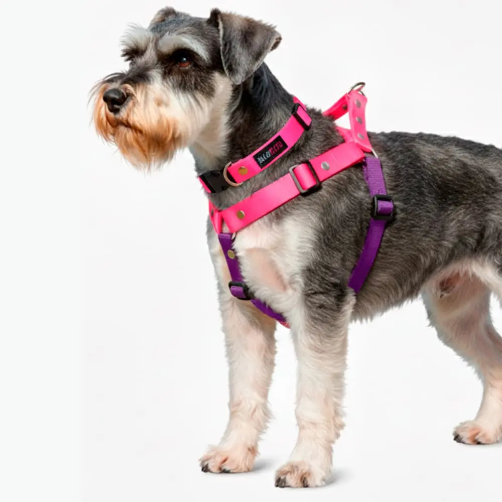 Schnauzer con pechera y collar silopets combinada entre fucsia y morado