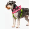 Schnauzer con pechera y collar silopets combinada entre fucsia y verde neon