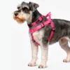 Schnauzer con pechera y collar silopets color fucsia