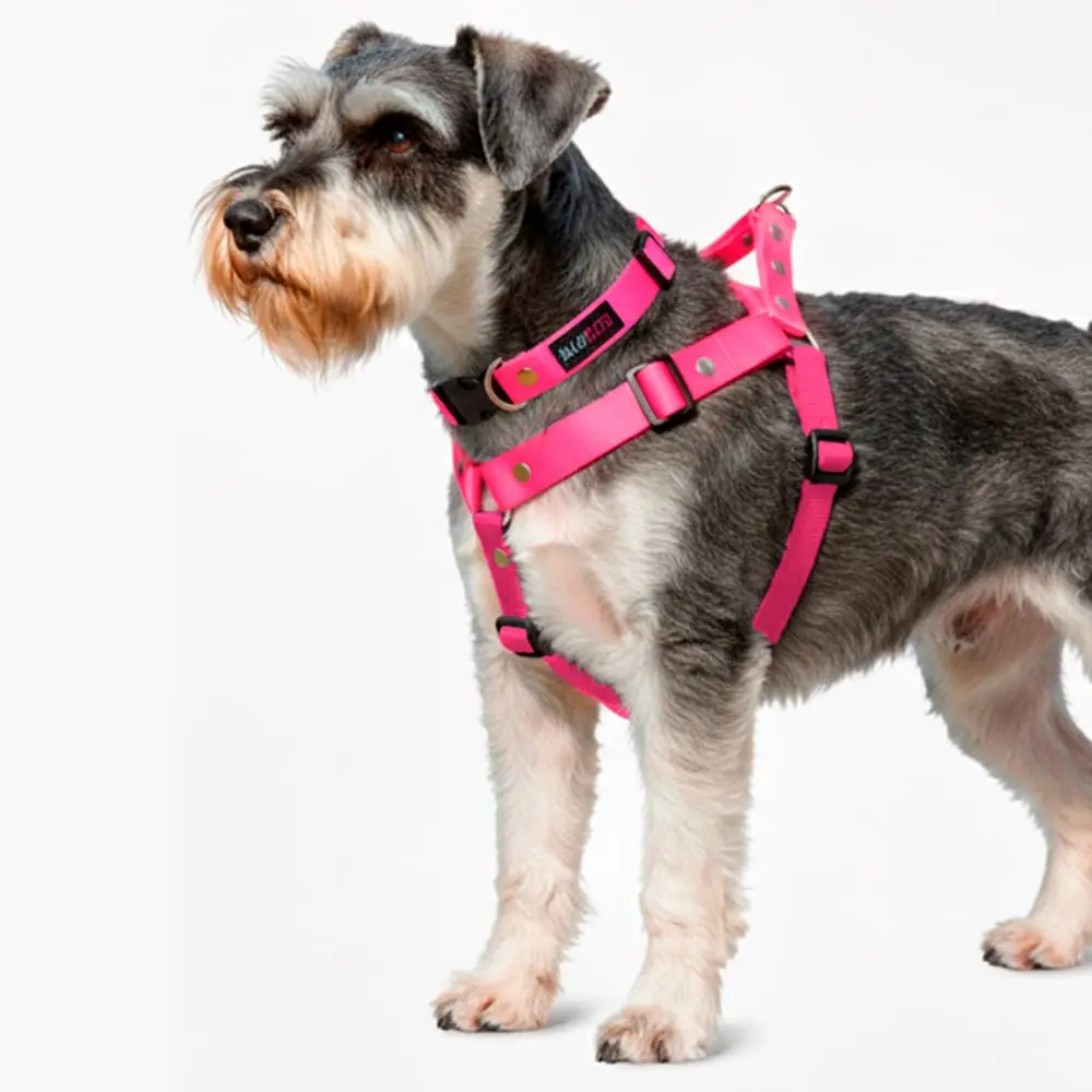Schnauzer con pechera y collar silopets color fucsia