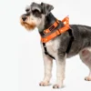 Schnauzer con pechera y collar silopets combinada entre naranja y negro