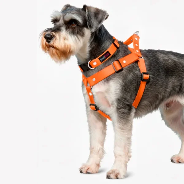 Schnauzer con pechera y collar silopets color naranja