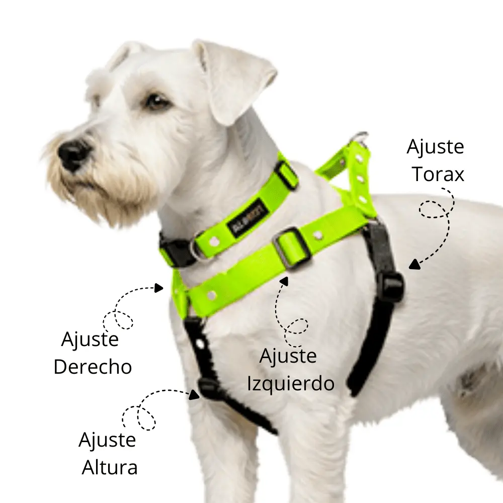 Schnauzer blanco con pechera y collar silopets mostrando los 4 diferentes ajustes