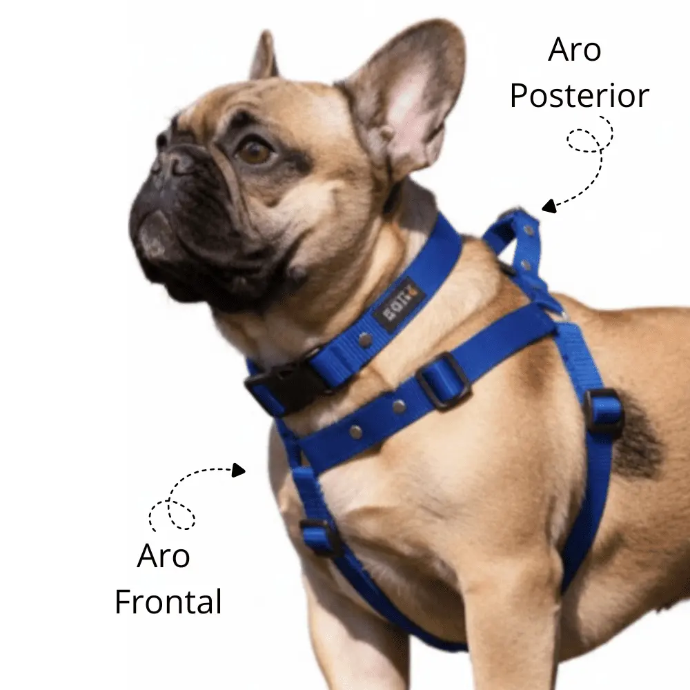 Buldog francés con pechera silopets azul mostrando el aro posterior y frontal antijalon