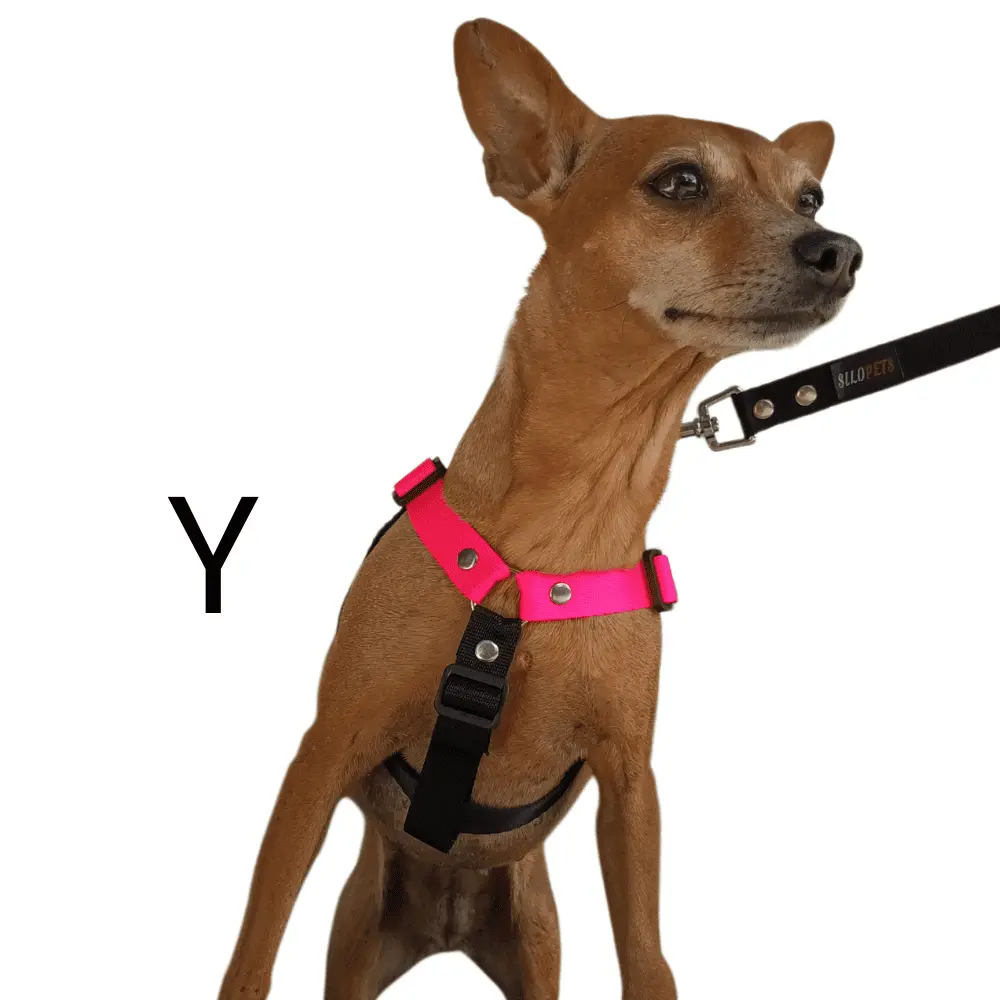 Perro mini pincher de frente con pechera silopets negro y fucsia mostrando la distintiva forma en Y
