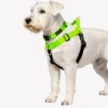 Schnauzer con pechera y collar silopets combinada entre verde neón y azul negro
