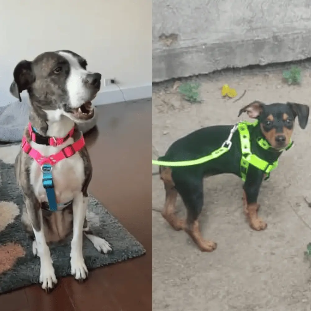 Pitbull a la izquierda y mini pincher a la derecha con su respectivo set de pecheras silopets